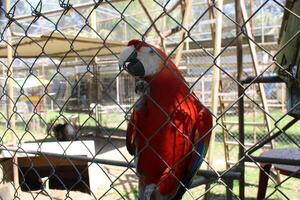 bellissimo pappagallo seduta nel un' gabbia a un' zoo foto