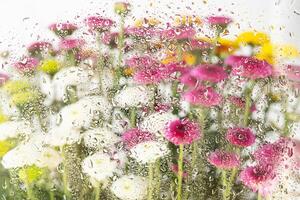 fioritura fiori dietro a il bagnato finestra bicchiere. foto