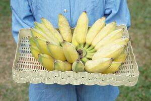 avvicinamento giardiniere detiene mazzo di giallo maturo biologico coltivato banane nel cestino. concetto , agricoltura Ritaglia nel Tailandia. tailandese agricoltori crescere banane per vendere come famiglia attività commerciale o Condividere per vicino foto