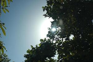 i raggi del sole sbirciando attraverso verde albero le foglie contro blu cielo foto