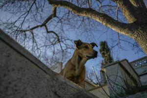 vagabondo cane di Istanbul strada ritratto foto