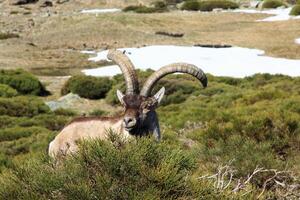 Barberia pecora o muflone, singolo animale in piedi su erba, montagna di gredos, Spagna foto