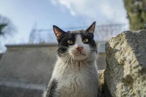 vagante gatto di Istanbul strada ritratto foto