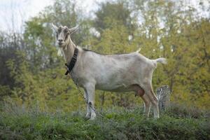 capra. ritratto di una capra in una fattoria del villaggio foto