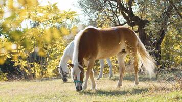 Due cavalli mangiare torba nel il mezzo di secolare oliva alberi nel calabria foto
