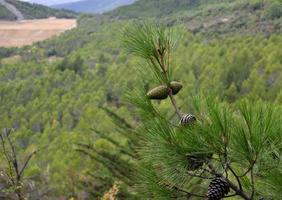 pigne verdi sul pino foto