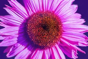 sfondo natura fiore osteospermum. fiori viola. avere rugiada sul polline. fotogramma intero. sfocatura dello sfondo foto