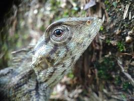 agamid lucertole con i loro occhi acuti e belle carnagioni foto