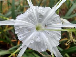 imenocallis speciosa fiore foto