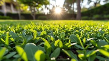 ai generato illuminata dal sole campo di lussureggiante erba foto