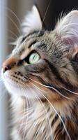 ai generato avvicinamento di gatto guardare su finestra foto