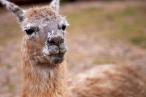 un' animale domestico alpaca foto