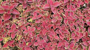 un' vicino su di un' pianta con rosso e giallo le foglie di coleus pianta nel il giardino. foto