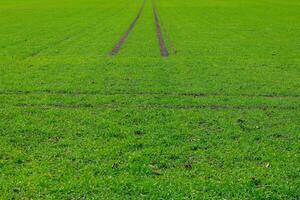 pneumatico traccia nel un' verde campo foto