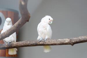 vicino su di il tanimbar uccello corella o cacatua goffiniana foto