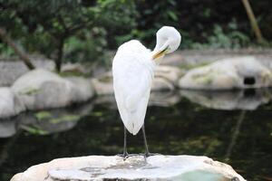 vicino su di un' kuntul besar o ardea alba uccello foto