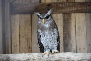 vicino su di il beluk jampuk uccello o bubo sumatrano foto