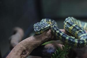 vicino su di tropidolaemus wagleri serpente foto