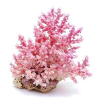 ai generato colorato naturale rosa corallo isolato su bianca sfondo per a tema marino disegni, ai generato. foto