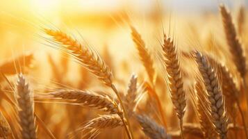 ai generato d'oro Grano orecchie crogiolarsi nel il sole, un' estate o autunno spettacolo, ai generato. foto