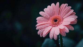 ai generato un' travolgente rosa fiore fioriture contro un' Impressionante buio sfondo, un' vivido contrasto di bellezza. ai generato. foto