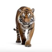 ai generato un Immagine evidenziazione un' tigre, sorprendentemente impostato prima un' bianca sfondo, ai generato foto