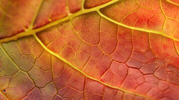 ai generato dettagliato macro tiro di autunno le foglie in mostra struttura e vena modelli, ai generato foto