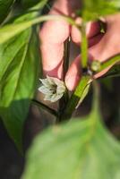 tendente per della natura tela azione, lavorazione il Perfetto modulo di potatura il corona fiore di un' Pepe pianta. foto