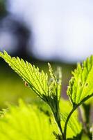 verde ortica con rugiada gocce nel il foresta. superficiale profondità di campo. foto