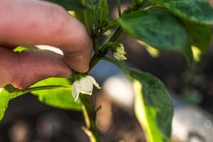 mani potatura il corona fiore di un' Pepe pianta, promuovere salutare crescita. foto