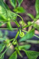 giovane verde frutta di il Pepe pianta su il pianta durante coltivazione foto