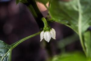 crescita ottimizzazione rimozione il corona fiore per incoraggiare laterale ramificazione nel un' Pepe pianta. foto