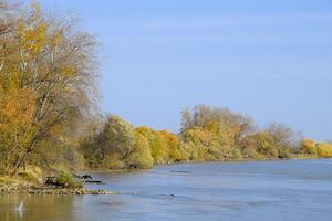 autunno paesaggio. fiume banca con autunno alberi. pioppi su il B foto