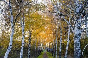 il sentiero disseminato con autunno giallo le foglie di alberi. autunno vicolo foto