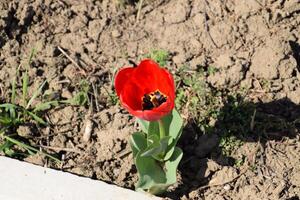 rosso tulipani fioritura nel il letto di fiori. fioritura di tulipani. foto