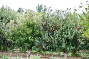 Mela frutteto. righe di alberi e il frutta di il terra sotto il alberi foto