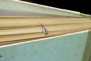 termobia domestica. peste libri e giornali. lepismatidi insetto alimentazione su carta - pesciolini d'argento foto