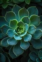 ai generato il intricato simmetria di un' succulente geometrico foglie, un' meraviglia di natura foto