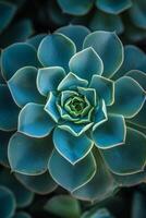 ai generato il intricato simmetria di un' succulente geometrico foglie, un' meraviglia di natura foto