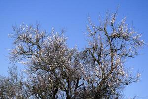 primavera fioritura alberi. impollinazione di fiori di albicocca. fioritura foto