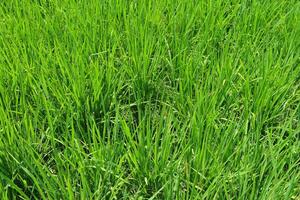 luminosa all'aperto paesaggio Visualizza al di sopra di erba, Riso, prati e agricolo campi. naturale verde verde sfondo. crescita di riso campi. foto