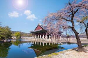 Gyeongbokgung palazzo con ciliegia fiorire albero nel primavera tempo nel Seoul città di Corea, Sud Corea. foto