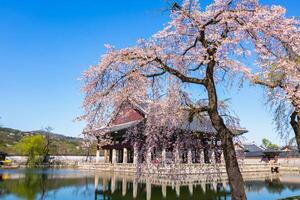 Gyeongbokgung palazzo con ciliegia fiorire albero nel primavera tempo nel Seoul città di Corea, Sud Corea. foto