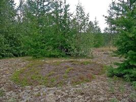 foresta tundra paesaggio nel il estate. taiga di Siberia. yamal. foto