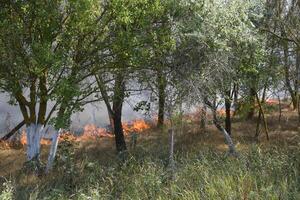 fuoco nel il foresta. fuoco e Fumo nel il foresta rifiuti. il erba è ardente nel il foresta. foresta incendi foto