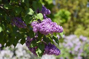 fiori fioritura lilla. bellissimo viola lilla fiori all'aperto. foto