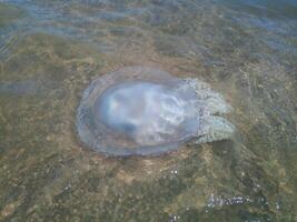 morto Medusa nel il superficiale acque di spiaggia. Medusa rhizostomeae foto