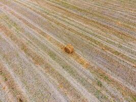 balle di fieno nel il campo. raccolta fieno per bestiame alimentazione. paesaggio campo con fieno foto