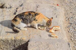 tricolore gatto mangia pane su pietra. alimentazione un' domestico gatto. foto