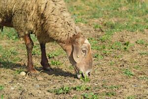 pecore al pascolo foto